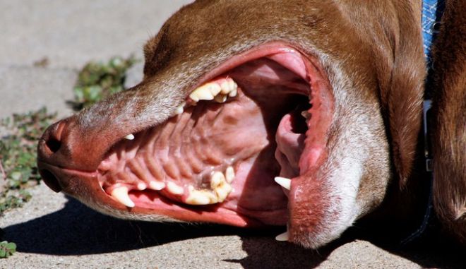 Πετρούπολη: Ξεψύχησε ο σκύλος που χτυπήθηκε από άνθρωπο με βέλος – Έρευνα για τον εντοπισμό του δράστη