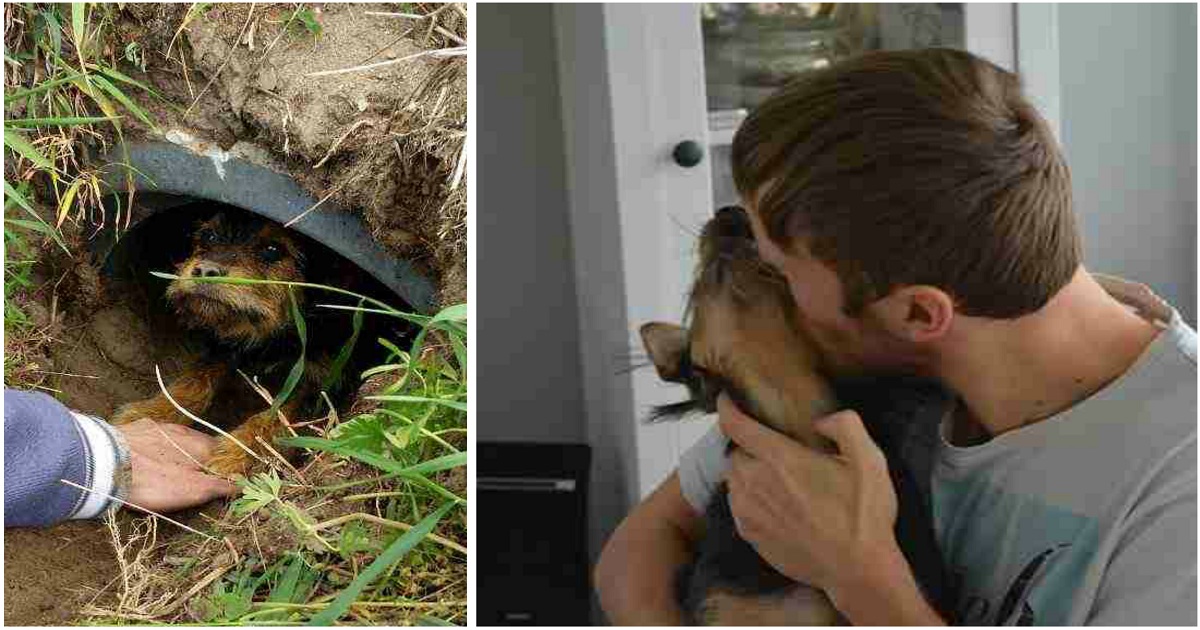 Σκύλος με σπασμένα πόδια ζούσε ολομόναχος μέσα σε ένα χαντάκι μέχρι που εμφανίστηκαν δύο καλοί άνθρωποι και τον έσωσαν