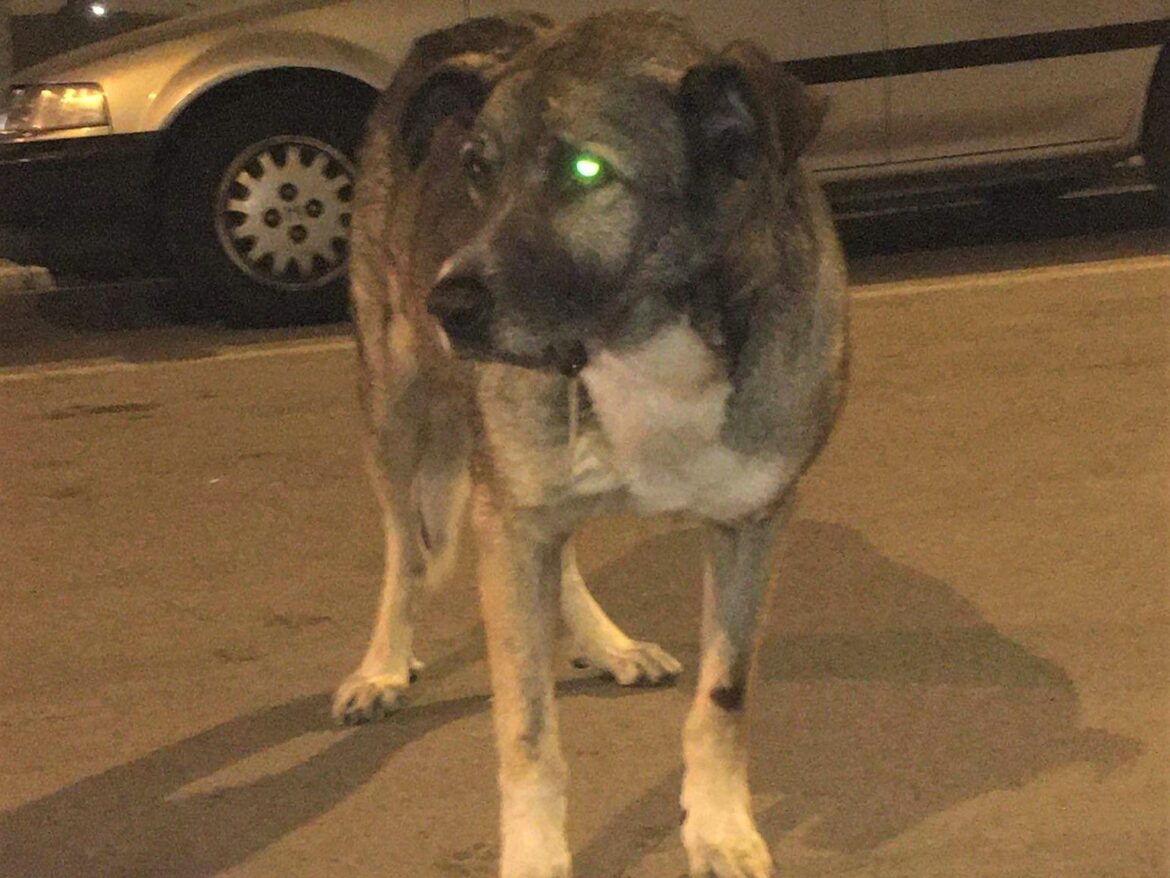 Για τον αδέσποτο σκύλο Μπόγκο της Καβάλας- Που έζησε όλη του τη ζωή έξω στο δρόμο όπου και πέθανε