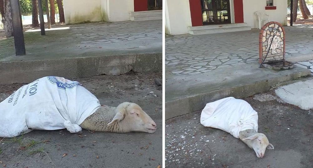 Κτηνωδία στην Καβάλα: Πιστός άφησε δεμένο ζωντανό προβατάκι για «τάμα» στην εκκλησία