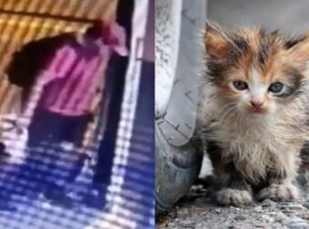 Νέα κτηνωδία στη θεσσαλονίκη: Άνδρας πάτησε και σκότωσε γατάκι-τι έδειξε η κάμερα ασφαλείας