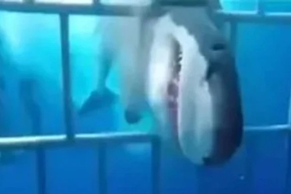 Η τρομακτική στιγμή που μεγάλος λευκός καρχαρίας επιτίθεται σε δύτες μέσα σε κλουβί – Videos