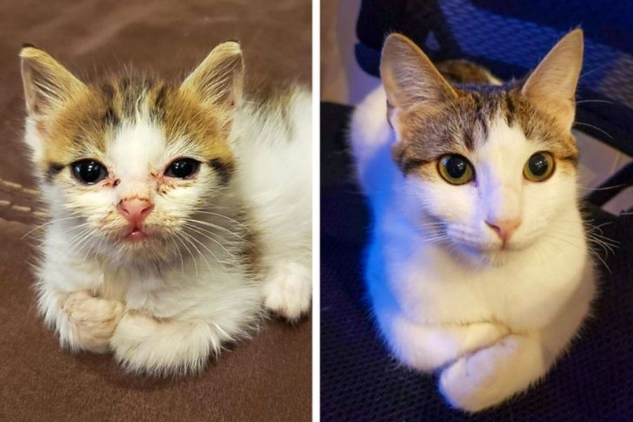 12 Φωτογραφίες Που Δείχνουν Πόσο Ανεκτίμητο Είναι να Δίνετε Ζωή σε Αδέσποτες Γάτες
