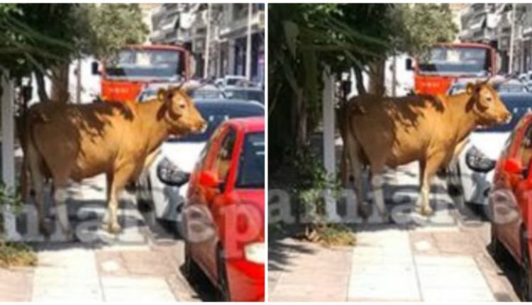 Πρωτοφανές Σκηνικό στη Λαμία: Κυνηγούσαν πανικόβλητο Tαύρο μέσα στην πόλη