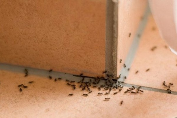 Μυρμήγκια στο σπίτι: 6 φυσικές τεχνικές για να απαλλαγείτε οριστικά – Σπίτι