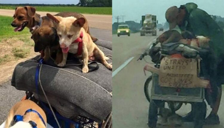 Ταξίδι Για Καλύτερη Ζωή: 11 Σκύλοι Και Ένας Άστεγος Άνδρας Ταξιδεύουν 2.000 Μίλια