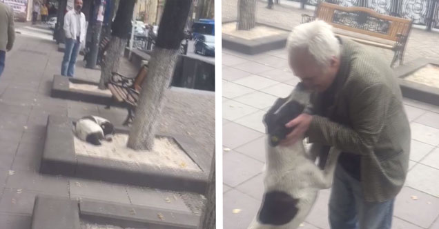 Η Στιγμή Που Ένας 62χρονος Άντρας Βρίσκει Στο Δρόμο Τον Επί Τρία Χρόνια Χαμένο Σκύλο Του