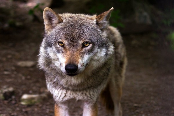 «Αρκτούρος»: Τεράστια ευκαιρία αποτελεί η επανεμφάνιση λύκου στην Πάρνηθα – Ομορφιά & Υγεία
