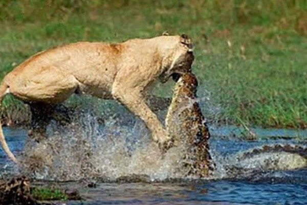 Μάχη μέχρι θανάτου: Κροκόδειλος επιτίθεται σε λιοντάρι και… Αντέχεις να το δεις; – Videos