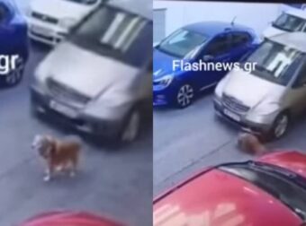 Κτηνωδία στην Κρήτη: Οδηγός πατά εν ψυχρώ σκυλί με το αυτοκίνητό του (video)